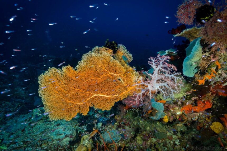 Cluster of colorful sea fans and soft coral on a reef with a diver silhouetted above