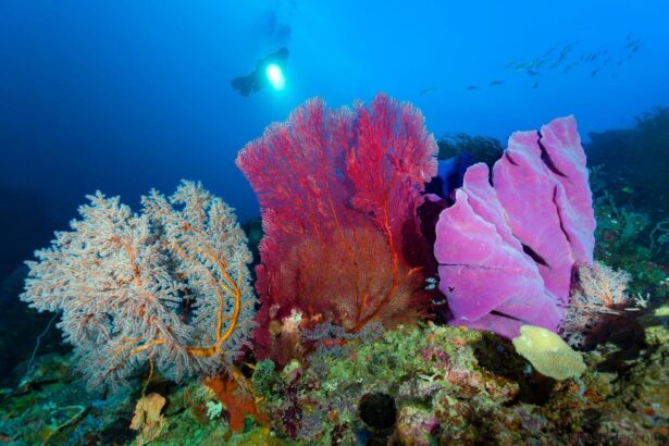 Cluster of colorful sea fans and soft coral on a reef with a diver silhouetted above