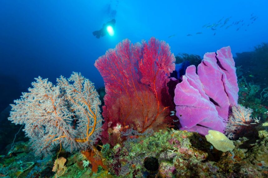 Cluster of colorful sea fans and soft coral on a reef with a diver silhouetted above