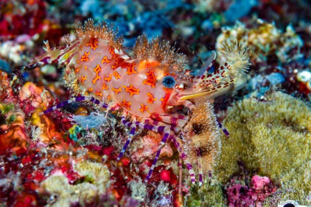 Colorful marbled shrimp perched on a coral reef near the MV FeBrina