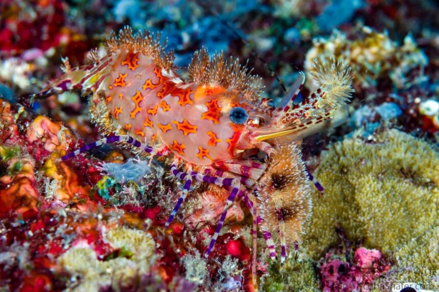 Colorful marbled shrimp perched on a coral reef near the MV FeBrina
