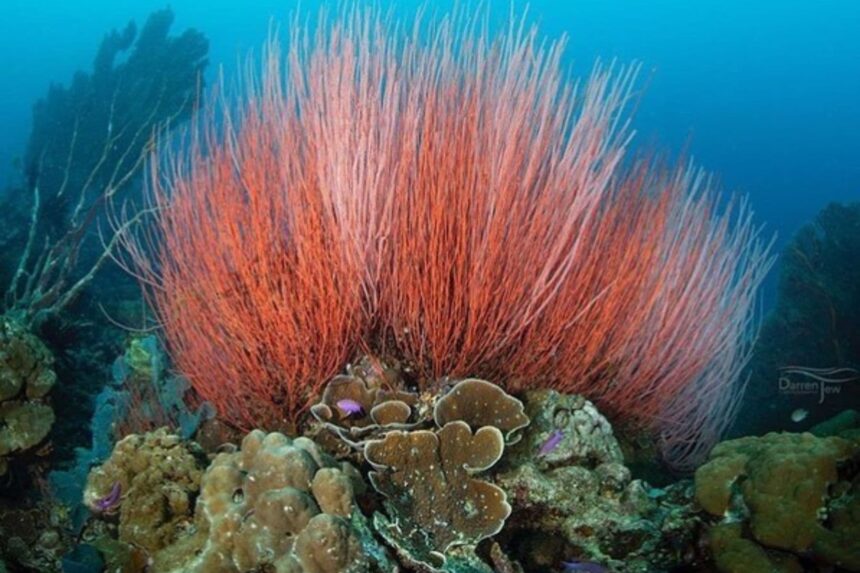 Red whip coral rising from a coral reef near the MV FeBrina