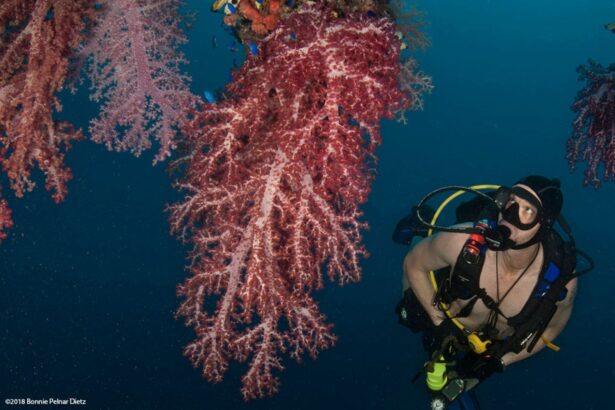 Diver examining vivid soft coral on a reef wall