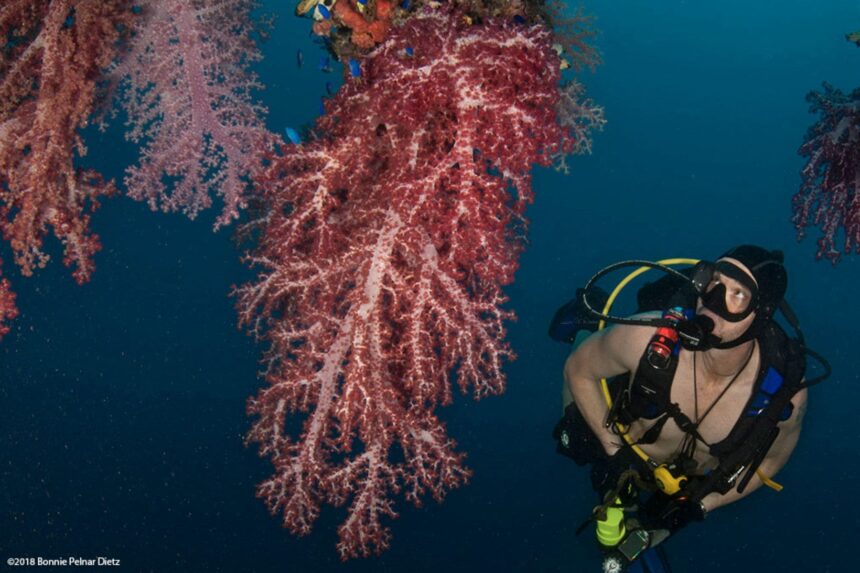 Diver examining vivid soft coral on a reef wall