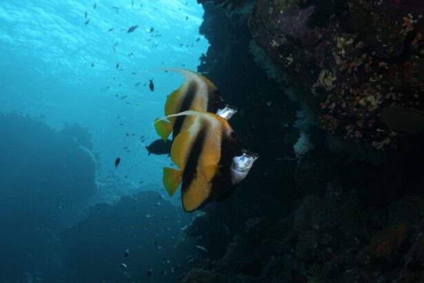 Pair of red sea bannerfish swimming near a coral wall