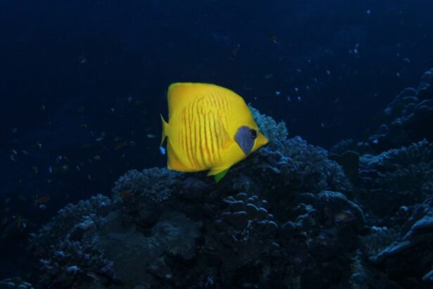 Yellow masked butterflyfish resting near coral on a Red Sea reef