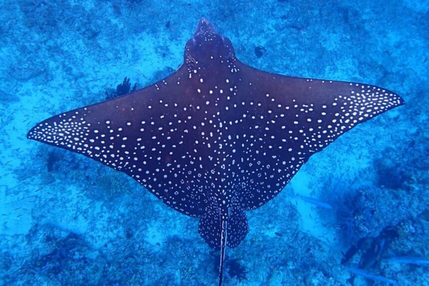 Spotted eagle ray swimming over a reef seen from above