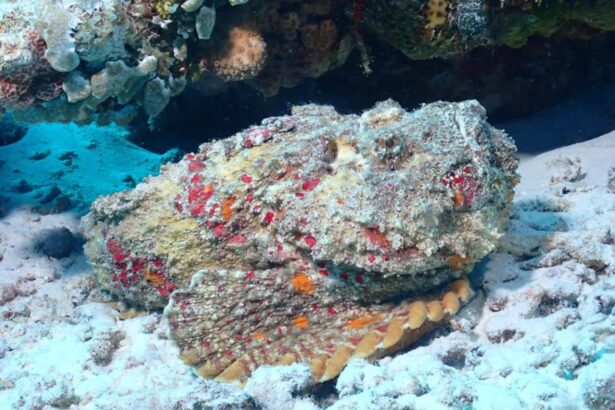 Camouflaged stonefish blending into coral and sand on the seabed