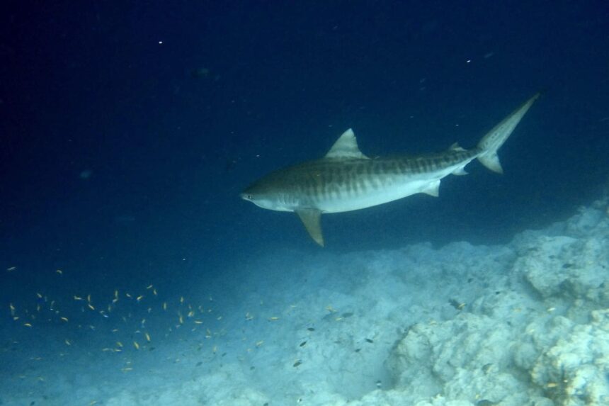 Tiger shark cruising over a sandy reef bottom