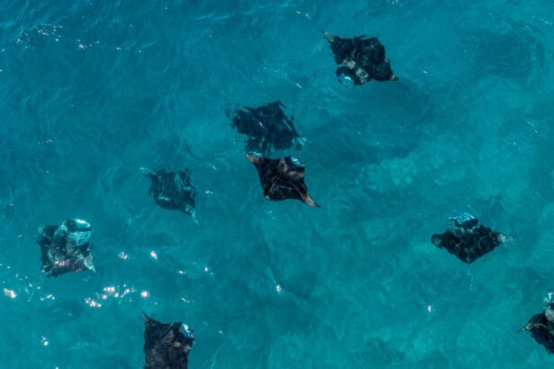 School of spotted eagle rays seen from above near the surface