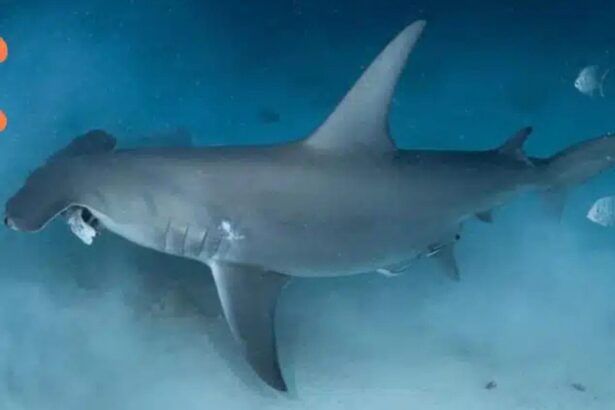 Hammerhead shark swimming past fish in open water