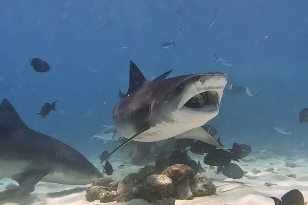 Tiger shark swimming close to divers over a sandy reef