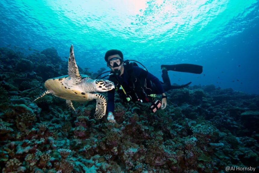 Diver with an underwater camera approaching a hawksbill turtle on the reef