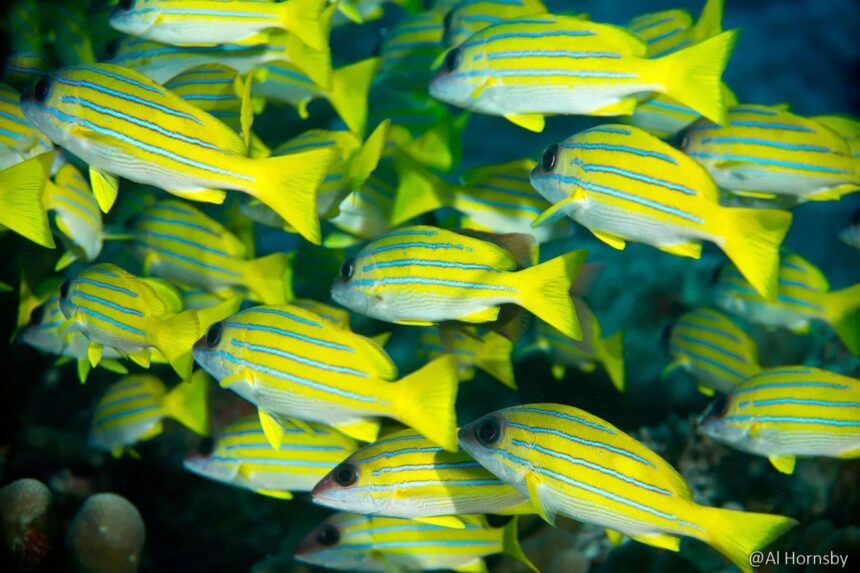 School of yellow and blue striped sweetlips fish over a reef