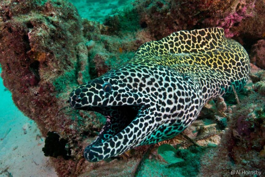 Laced moray eel with its mouth open among coral