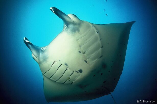 Manta ray swimming toward the camera in open blue water