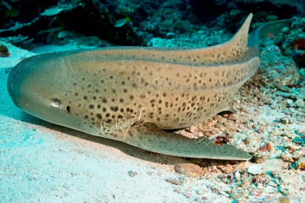 Zebra shark resting on a sandy reef bottom