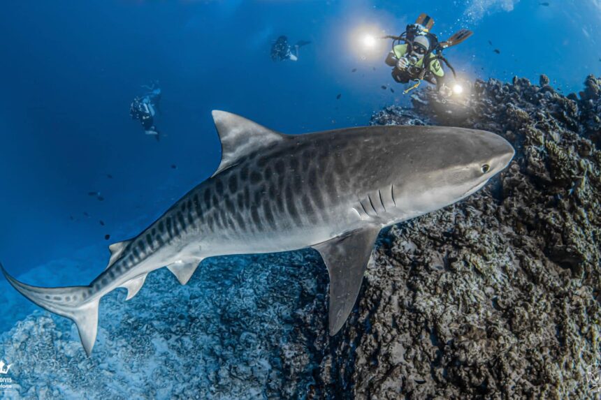 Tiger shark cruising past a reef while divers photograph it in the Maldives