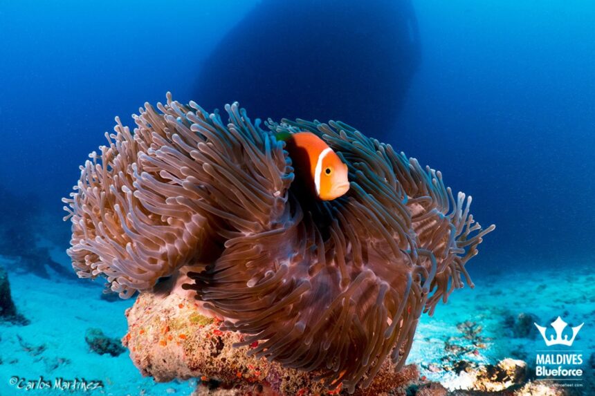 Maldives anemonefish peeking out from its host anemone with a diver silhouette above