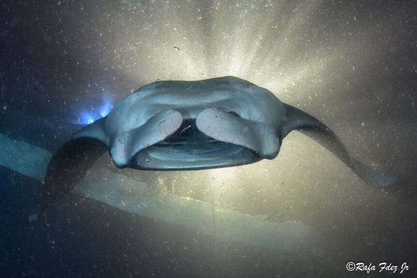 Manta ray gliding overhead lit by a diver's torch on a night dive