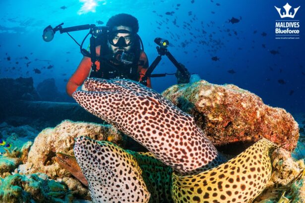 Diver with an underwater camera rig hovering beside spotted moray eels on the reef