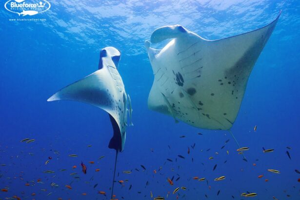 Two reef manta rays gliding together through open blue water