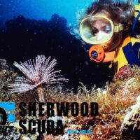 Diver examining a feather duster worm on the reef, with the Sherwood Scuba 70th anniversary logo overlaid
