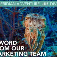 A cuttlefish hovering over reef coral with a Meridian Adventure Dive marketing banner overlay
