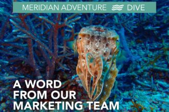 A cuttlefish hovering over reef coral with a Meridian Adventure Dive marketing banner overlay
