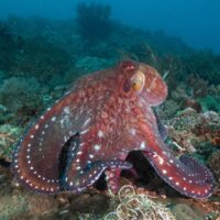 Reddish octopus stretched across a coral reef with suckers showing on its arms