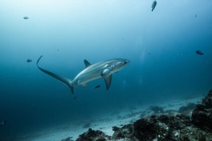 Thresher shark with its long upper tail fin cruising above the reef at Monad Shoal, Malapascua