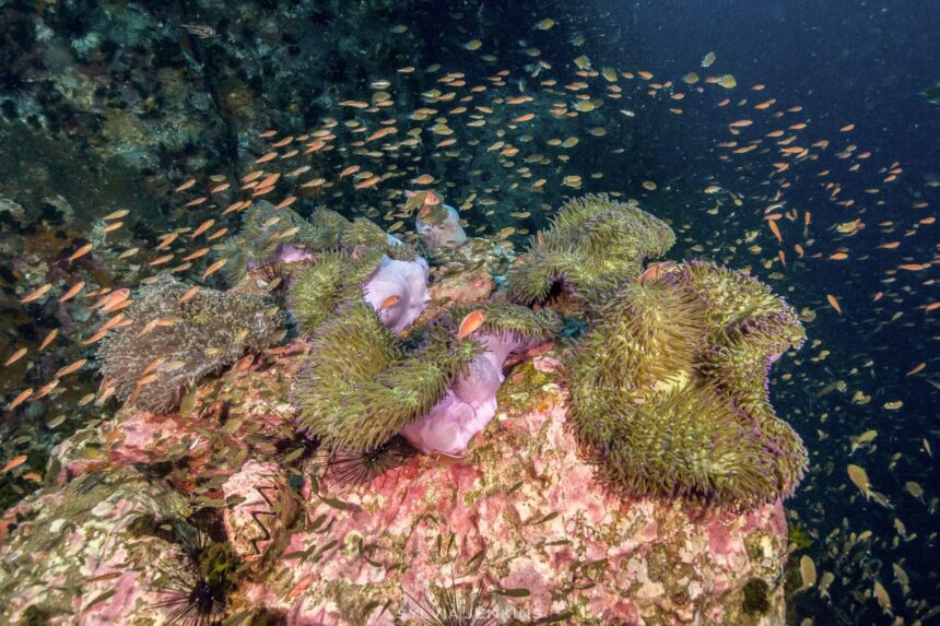 Diving In Thailand Anemone Clownfish Cute clownfish hanging out at Anemone Reef (Image: Sylvia Jenkins)