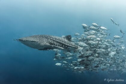 Whale shark gliding through open blue water trailed by a large school of jacks at Sail Rock