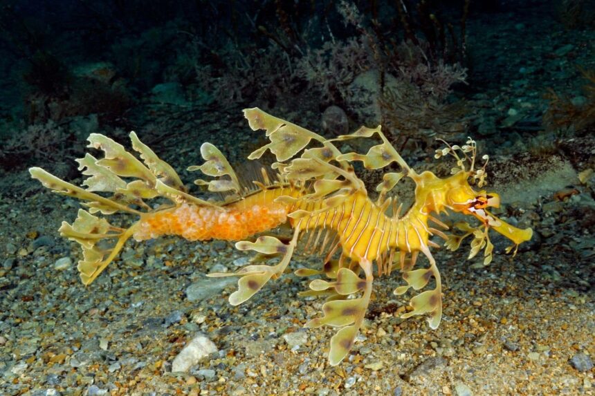 Diving In Australia Seadragon The leafy seadragon of Fleurieu Peninsula