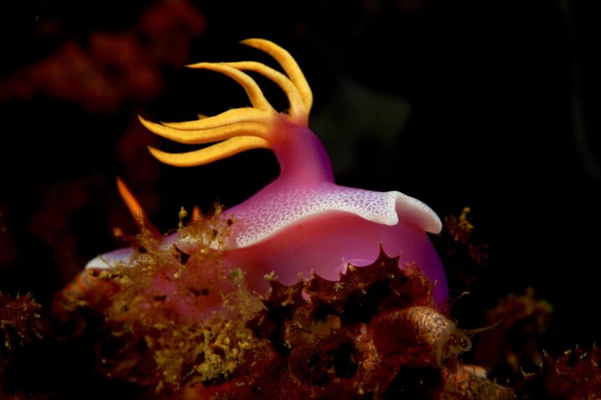 pink and yellow nudibranch crawling among red algae