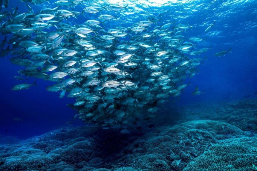 dense school of jackfish schooling near the surface