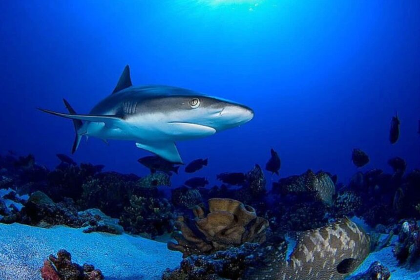 reef shark cruising over coral with fish in the background