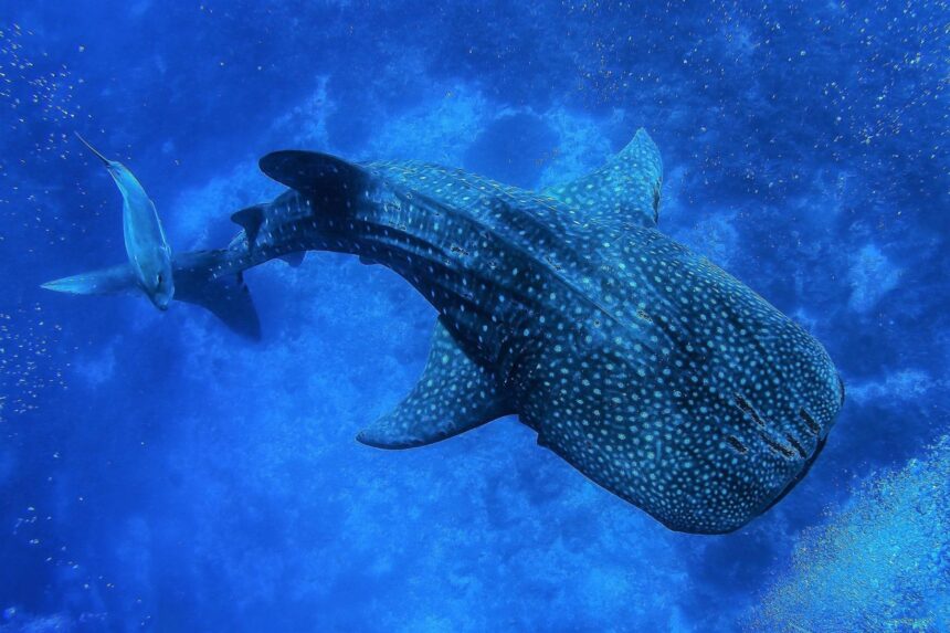 whale shark swimming alongside a small fish near the surface