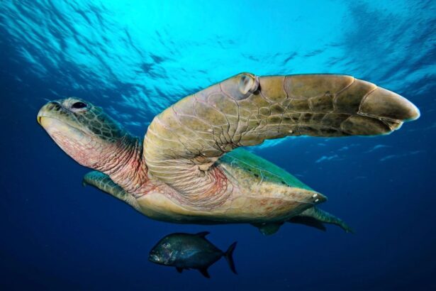 olive ridley turtle swimming with a small fish alongside