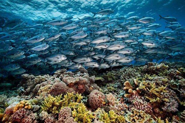 school of fish swimming above a colorful coral reef