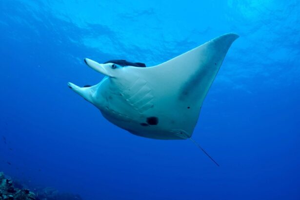 Reef manta ray gliding through open water at one of Narayana's dive sites