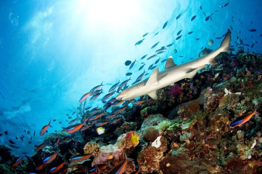 Whitetip reef shark gliding over a coral reef busy with anthias and butterflyfish