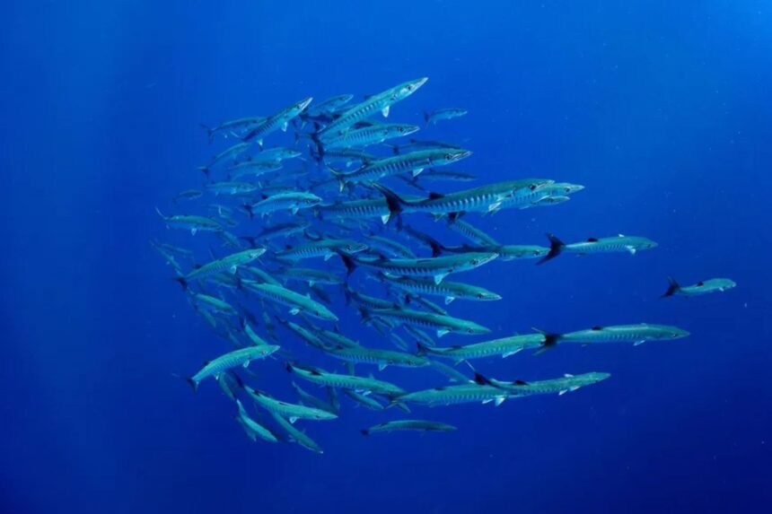 Large school of barracuda swimming in formation in open blue water