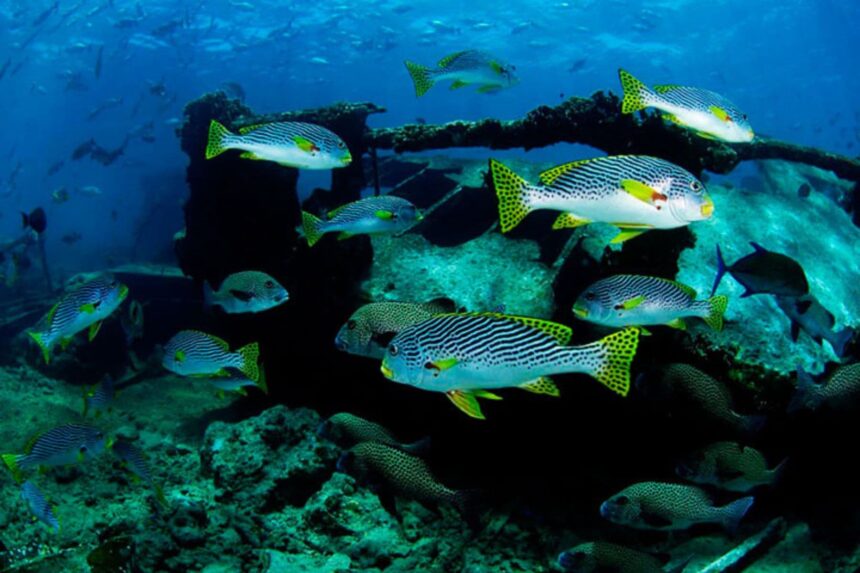 Sweetlips and reef fish gathered over a wreck structure at Stella Maris Explorer's dive sites