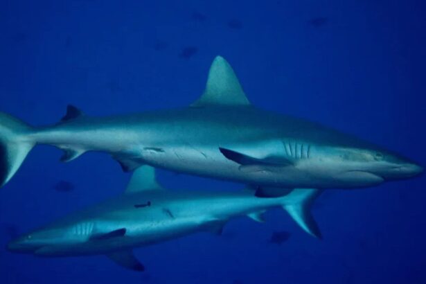Two grey reef sharks swimming together in blue water