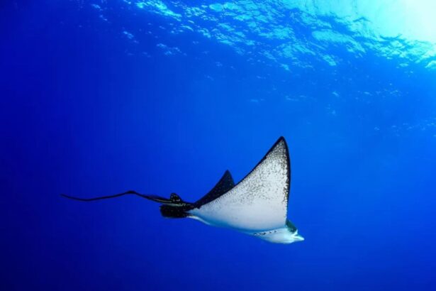 Spotted eagle ray gliding through open water