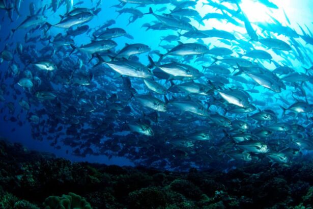 Large school of trevally swirling above a coral reef
