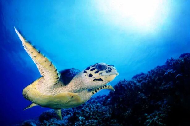 Hawksbill turtle swimming over a coral reef