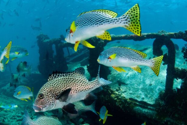 Sweetlips and reef fish schooling around a wreck near Stella Maris Explorer
