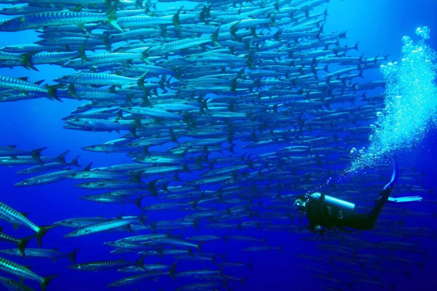 Diver observing a whitetip reef shark resting under a coral overhang
